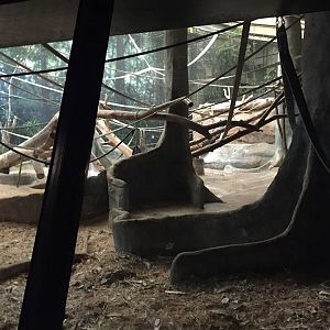 Rare Apes of Africa- Gorilla