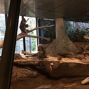 Primates of the World- Mandrill