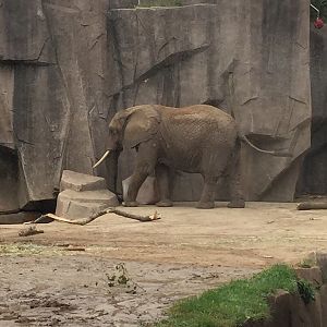 Africa/Asia/South America- African Elephant