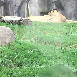 Africa/Asia/South America- Lion