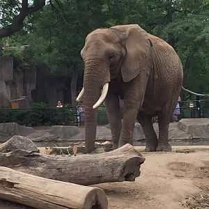 Africa/Asia/South America- African Elephant