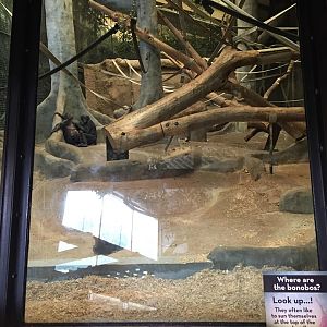 Rare Apes of Africa- Bonobo