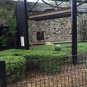 Primates of the World- Orangutan