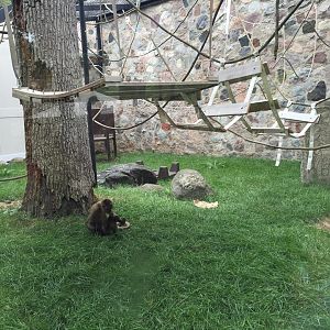 Primates of the World- Spider Monkey