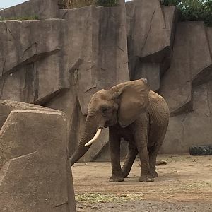 Africa/Asia/South America- African Elephant in a Fake Rock Monstrosity