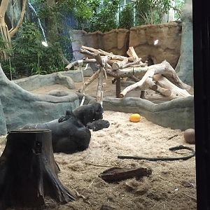 Rare Apes of Africa- Gorilla