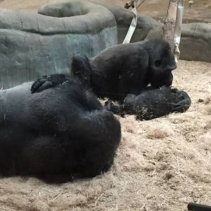 Rare Apes of Africa- Gorilla