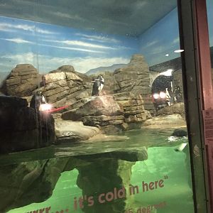 Mahler Family Aviary- Penguins