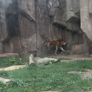 Africa/Asia/South America- Tiger