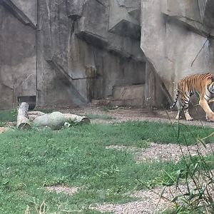 Africa/Asia/South America- Tiger