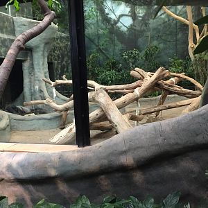 Rare Apes of Africa- Gorilla