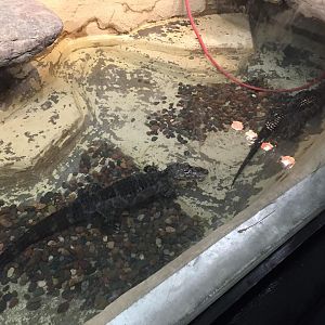 Aquatics-Reptile Center