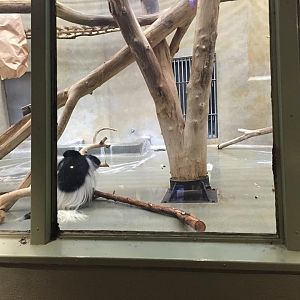 Primates of the World- Colobus Monkey in a Concrete Monstrosity