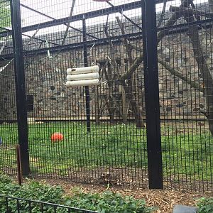 Primates of the World