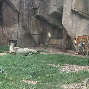 Africa/Asia/South America- Tiger