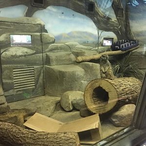 Small Mammals- Meerkat Janitor Closet