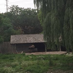 North America- Caribou