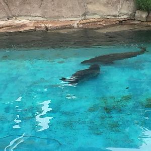 North America- Weak Seal Exhibit