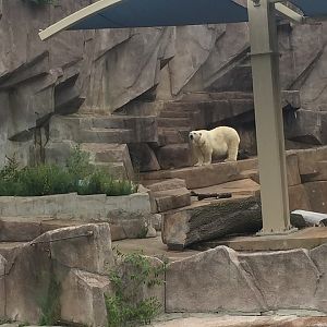North America- Awful Polar Bear Exhibit