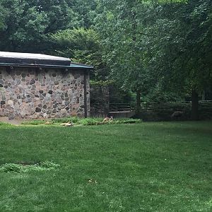 Australia- Red Kangaroo