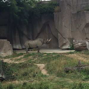 Africa/Asia/South America- Black Rhinoceros