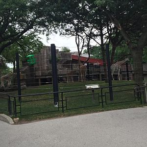 Africa/Asia/South America- Giraffe