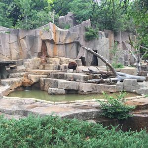 North America- Black Bear Mock Rock Pit