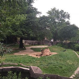 Africa/Asia/Australia- Bactrian Camel