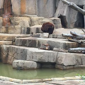 North America- Black Bear