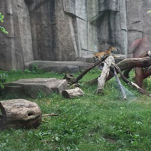 Africa/Asia/Australia- Jaguar