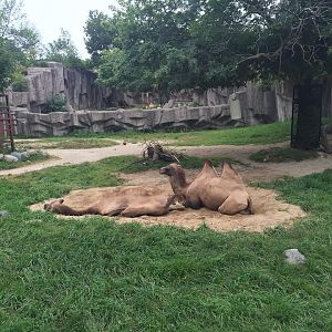 Africa/Asia/South America- Bactrain Camel
