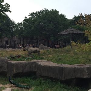 Africa/Asia/Australia- Black Rhinoceros