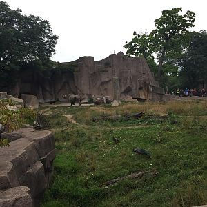 Africa/Asia/Australia- Black Rhinoceros