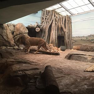 Big Cat Country- Lion