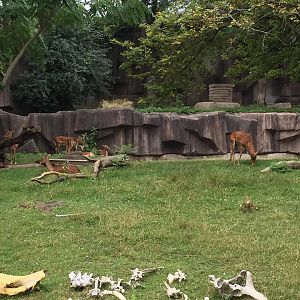 Africa/Asia/South America- Impala