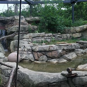 Africa/Asia/South America- Snow Leopard