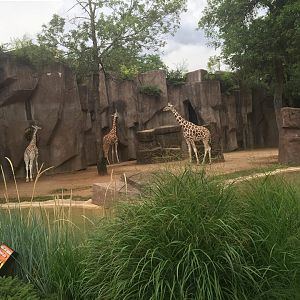 Africa/Asia/South America- Giraffe