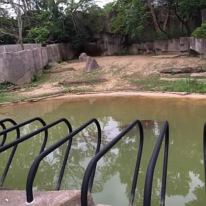 Africa/Asia/South America- Nile Hippopotamus