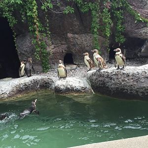 Humboldt Penguin Exhibit