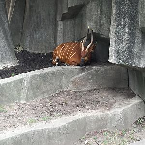 Africa/Asia/South America- Bongo