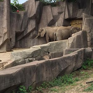 Africa/Asia/South America- African Elephant