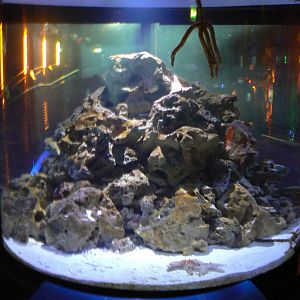 New Starfish Exhibit - 1 December 2016