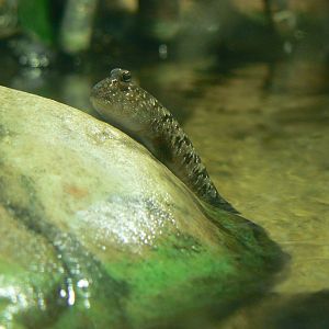 Atlantic Mudskipper - 1 December 2016