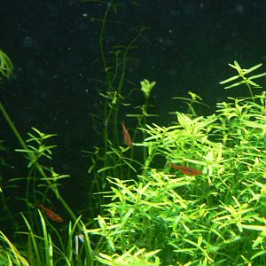 Fish ID? - 1 December 2016