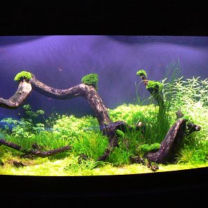 View of an Aquarium - 1 December 2016