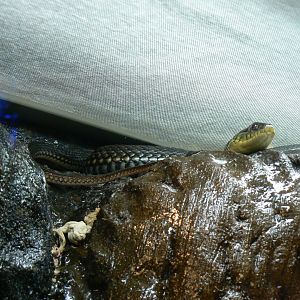 Lake Zacapu Gartersnake - 1 December 2016