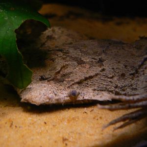 Suriname Toad - 1 December 2016