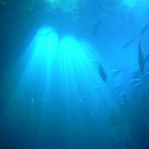 Part of the 'Endless Oceans' Tank - 1 December 2016