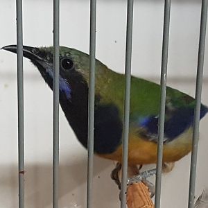 Orange-bellied - Hardwick's - leafbird