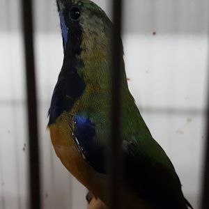 Orange-bellied - Hardwick's - leafbird